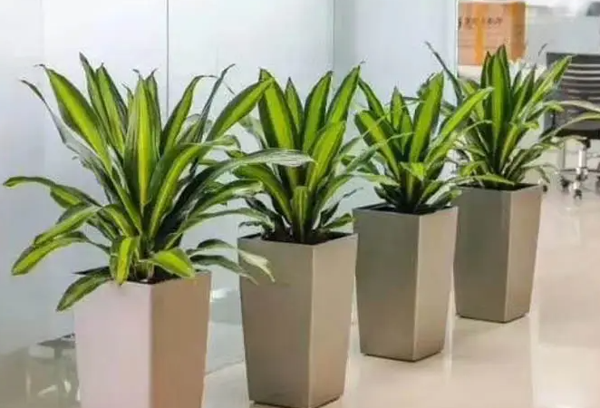 西安绿植绿色植物租赁方案